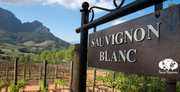 Chilský Sauvignon Blanc z Leyda Valley & Casablancy